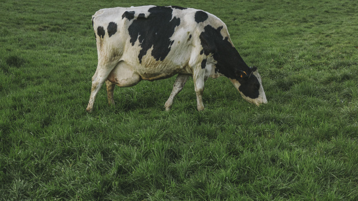 Agricultura regenerativa