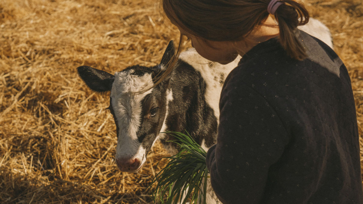 Consumo local - granjas familiares